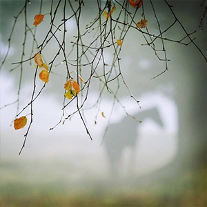 近乡情更怯钢琴谱