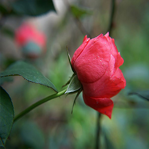 敬你一朵玫瑰花钢琴谱