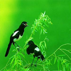 绿色的呼唤钢琴谱