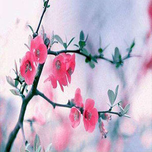 你是人间的四月天钢琴谱