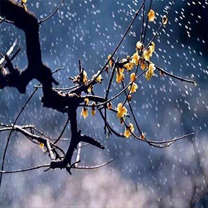 雪里火里又还魂钢琴谱