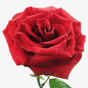 我心上的一朵玫瑰花钢琴谱