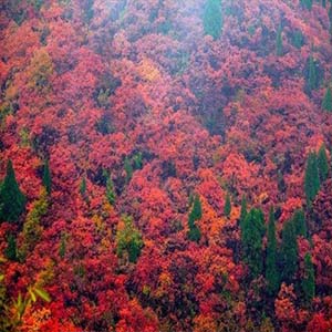 摇起我那红叶浆钢琴谱