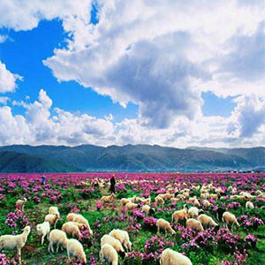 我的香格里拉钢琴谱