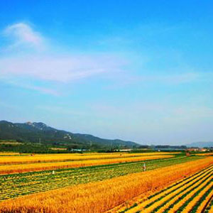 在希望的田野上钢琴谱