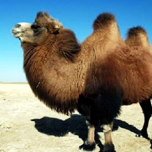 赞美你-骆驼钢琴谱