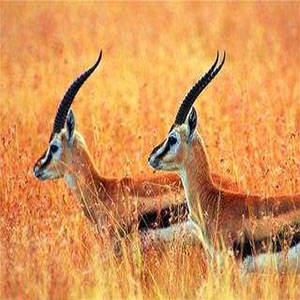 藏羚羊的诉说钢琴谱