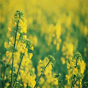 春风是爱钢琴谱