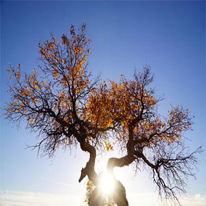 生死相依我苦恋着你钢琴谱