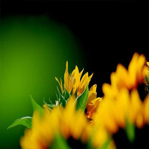 在灿烂阳光下钢琴谱