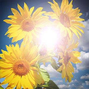 阳光下的儿女钢琴谱