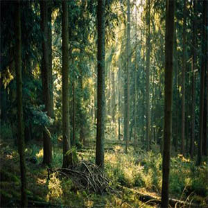 密林深处的梦钢琴谱