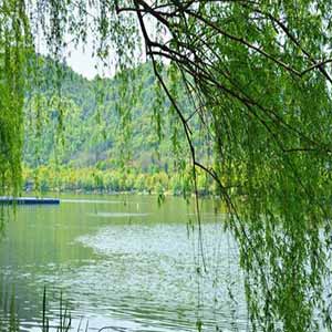 一铺滩滩杨柳树钢琴谱