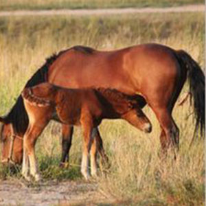 牧马之歌钢琴谱