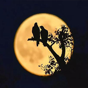 十五的月亮钢琴谱