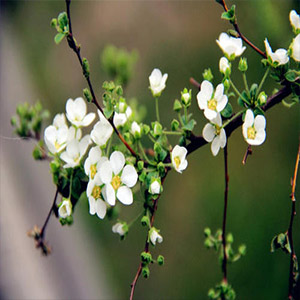 衷心感谢你钢琴谱