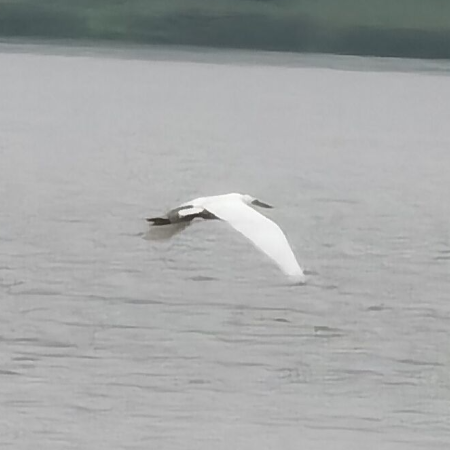 犯乡思病钢琴谱