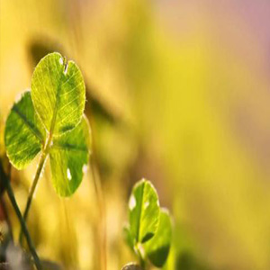 夏天的思念钢琴谱