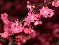 Red Plum Is in Flower-Ʒ˹--иټ