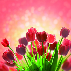 ļո