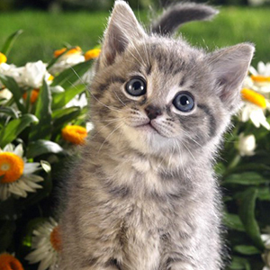 踩到猫了钢琴谱