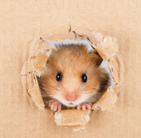 轻风湖面钢琴谱