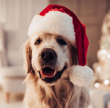 弦乐四重奏小品钢琴谱