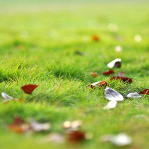 晓风之舞钢琴谱