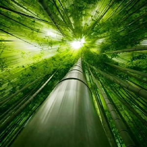 The Nature.seasons summer-The Nature.seasons summer-E-и