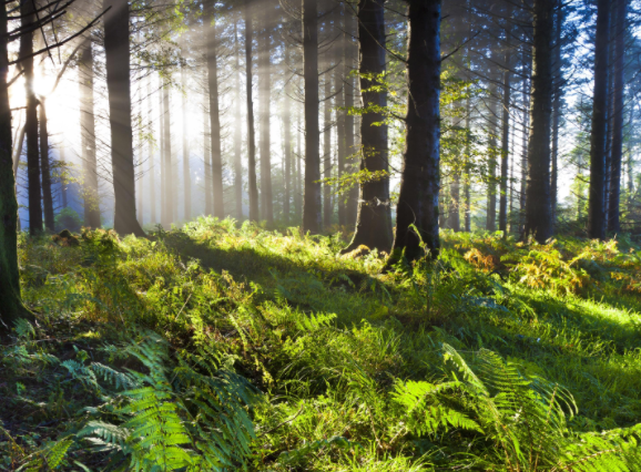 森林狂想曲钢琴谱