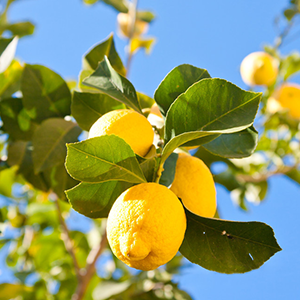 Lemon Tree