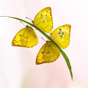 ˫ܶ