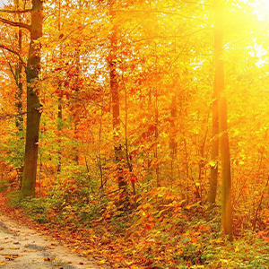 Love In Late Autume-׽-B-и
