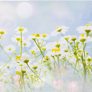 Summer-Ӷġ˹-C-и
