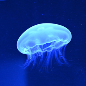 Ưˮĸ