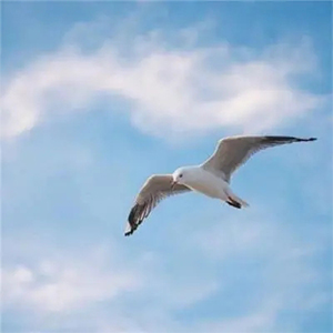 ʮڹľ-V.K-F-и