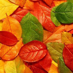 Autumn Leavefs-The Coasters-E-и