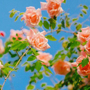 依然黑白键钢琴谱