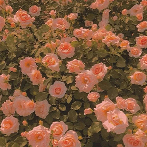 +Never_Been_Kissed-е-C-и