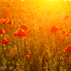 As We Remember Them-As We Remember Them-B-и