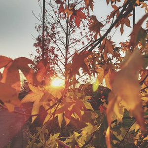 Autumn-July-B-и