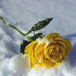 Snow Flower
