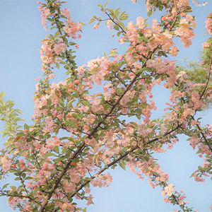Cool Summer-ToToo-C-и
