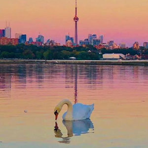 The swan-ܽ-G-и
