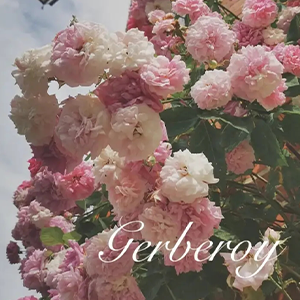 ӵɸ