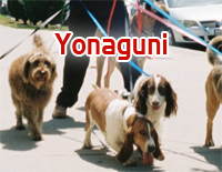 Yonaguni׸ټ-Bad Bunny--иټ