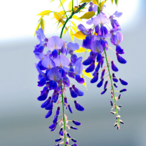 君心我心钢琴谱