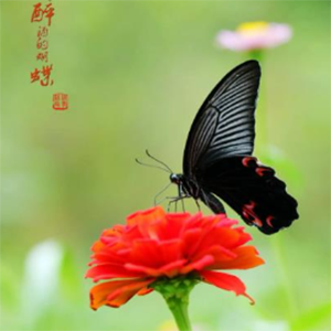 酒醉的蝴蝶钢琴谱