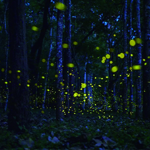 羊角面包之梦钢琴谱