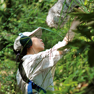 森林狂想曲钢琴谱